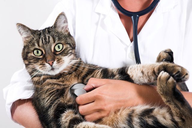 Как уменьшить стресс кошки от визита к ветеринару