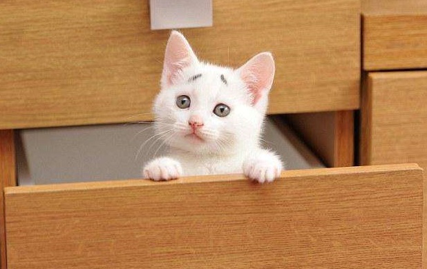 Новый рекорд мимишности: очаровательный котенок
