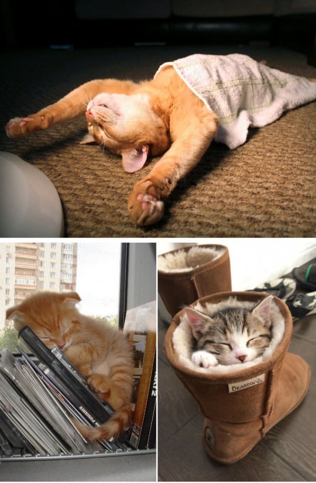 Котики, которые постигли истинное искусство “Sleep-Fu”