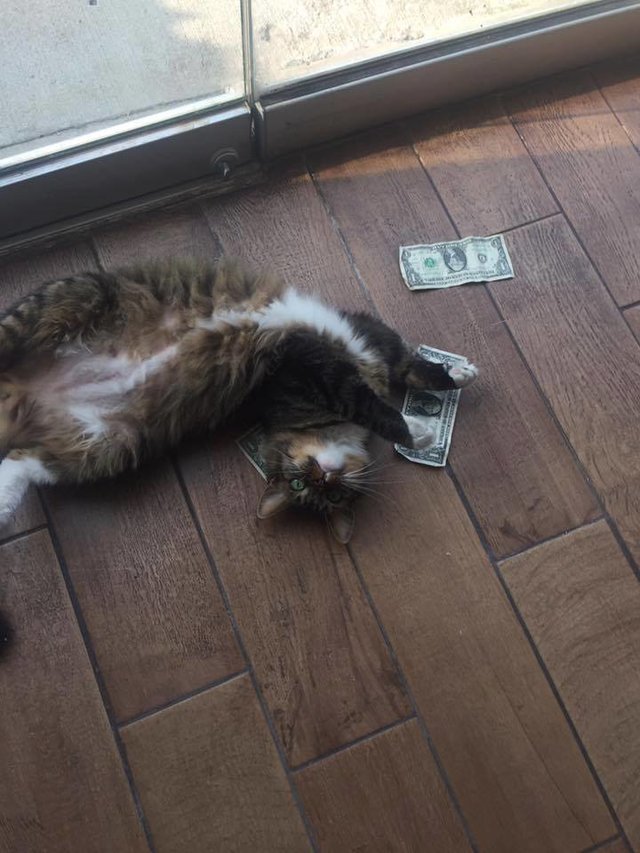 Этот кот настолько любит деньги, что придумал свою схему честного отъема наличных у людей