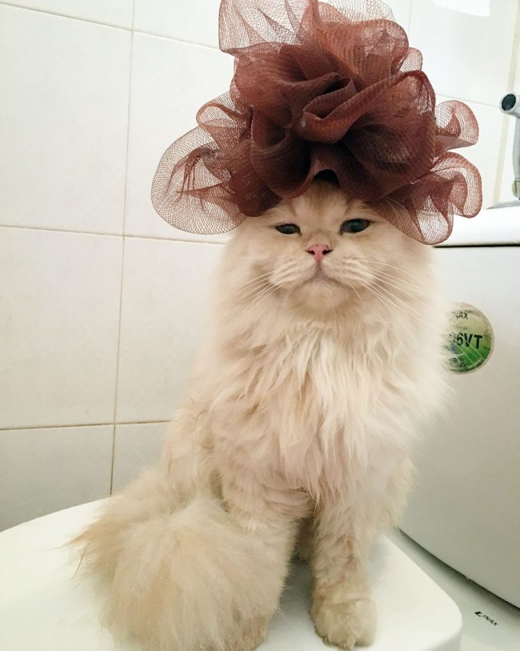 Познакомьтесь с Мипу: кот, который обожает принимать ванны