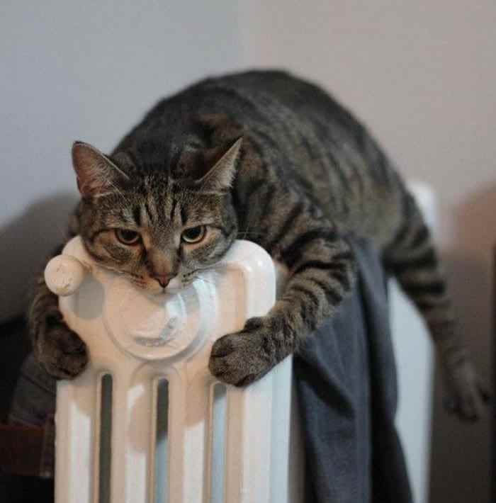 12 милейших котеек, которые ну очень хотели тепла