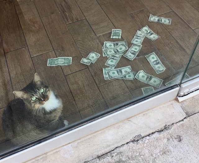 Этот кот настолько любит деньги, что придумал свою схему честного отъема наличных у людей