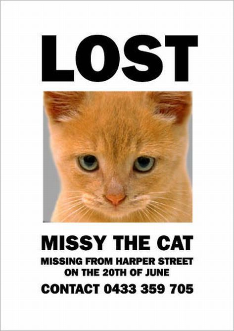 Как найти потерявшуюся кошку