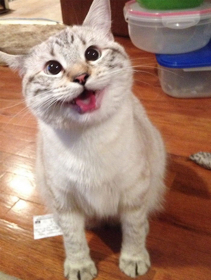15 улыбающихся кошек, которые подарят вам прекрасное настроение