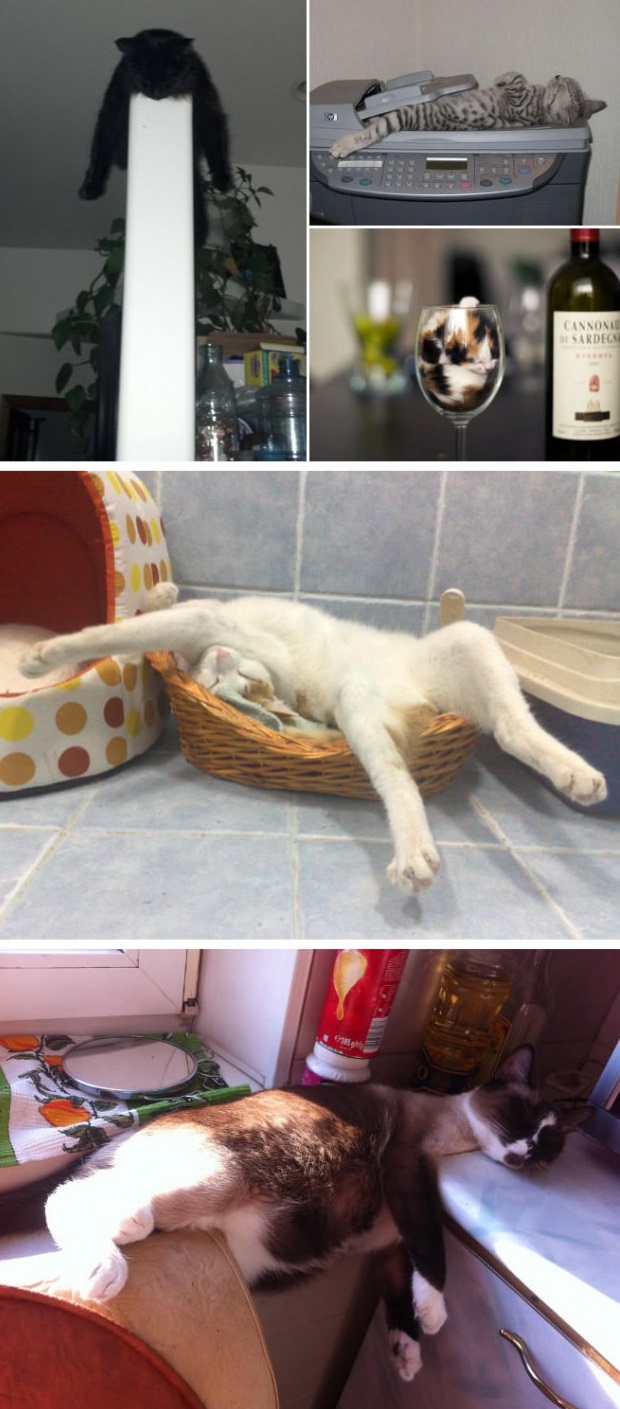 Котики, которые постигли истинное искусство “Sleep-Fu”