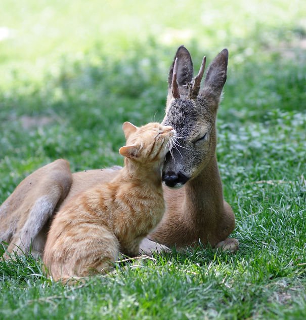 19 фотографий самой необычной дружбы животного мира