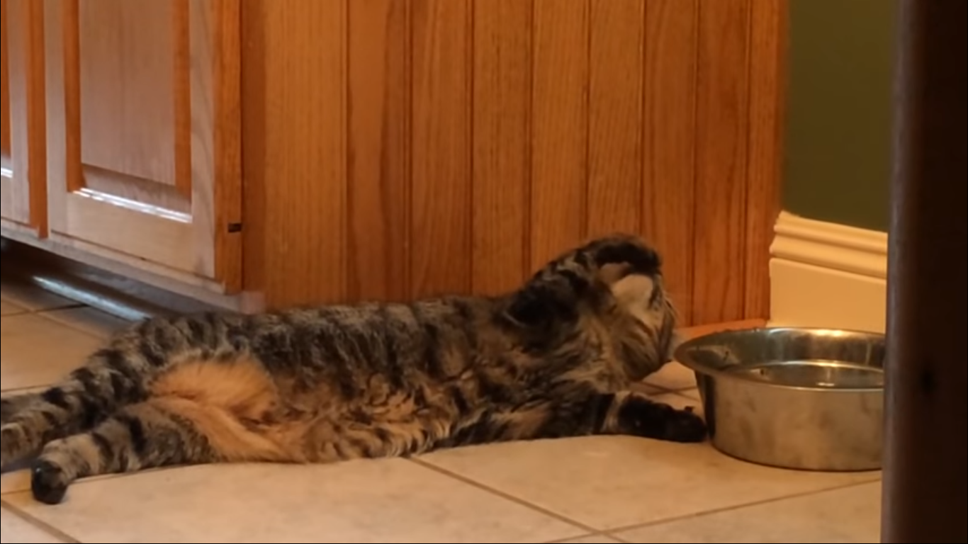 Видео про очень ленивого кота