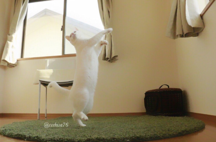 Кот танцует балет, пока никто не видит