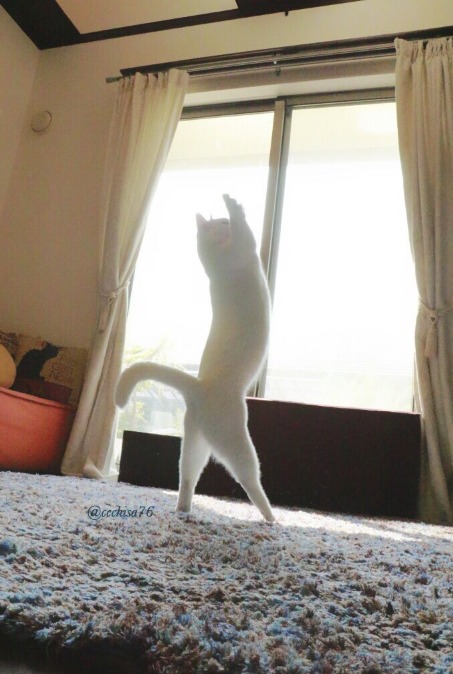 Кот танцует балет, пока никто не видит