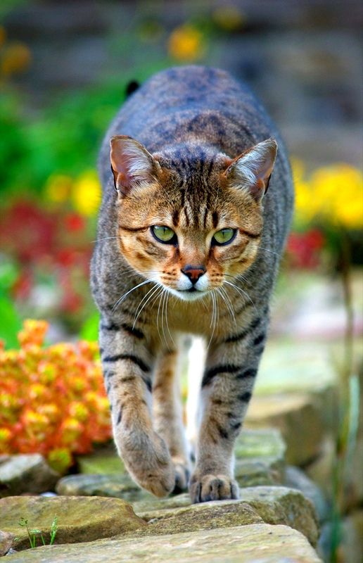 Египетская мау: настоящая кошачья экзотика