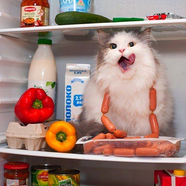 домашняя еда для кошек рецепты