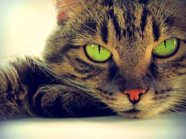 Почему нельзя смотреть кошке в глаза: легенды и научное объяснение