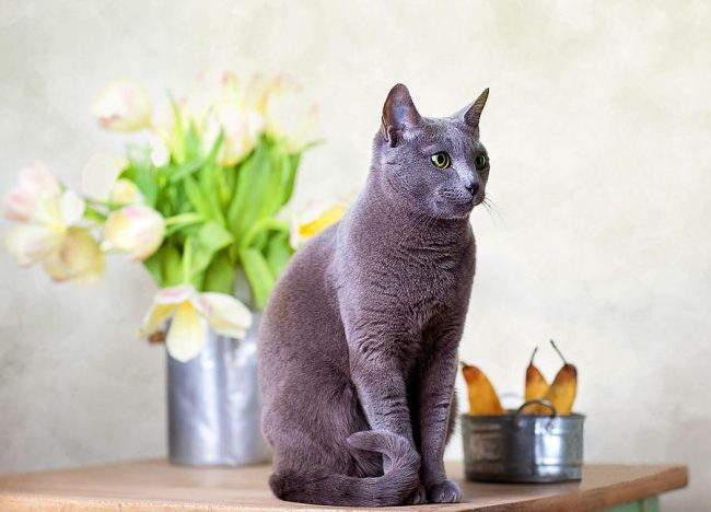 Популярные породы кошек: фото и особенности