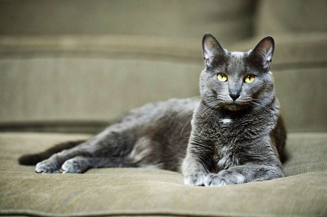 Популярные породы кошек: фото и особенности