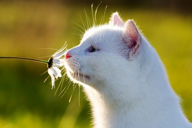 Белая кошка: особенности характера, уход за белоснежной красавицей