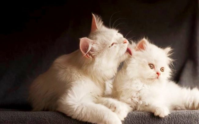 Белая кошка: особенности характера, уход за белоснежной красавицей