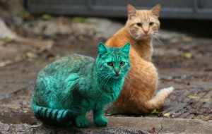 Зеленый кот прогуливается по улочкам Варны!