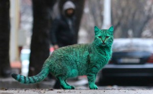 Зеленый кот прогуливается по улочкам Варны!
