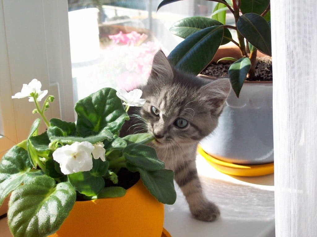 Кошки, которым пришлись по вкусу комнатные растения