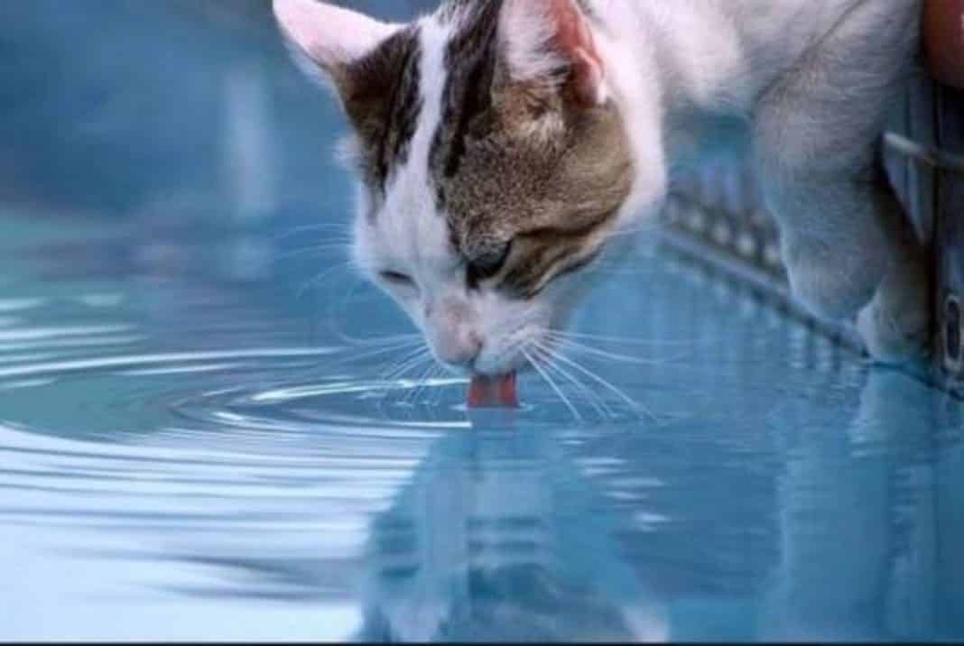 Вода как жизненно важная часть кошачьего рациона