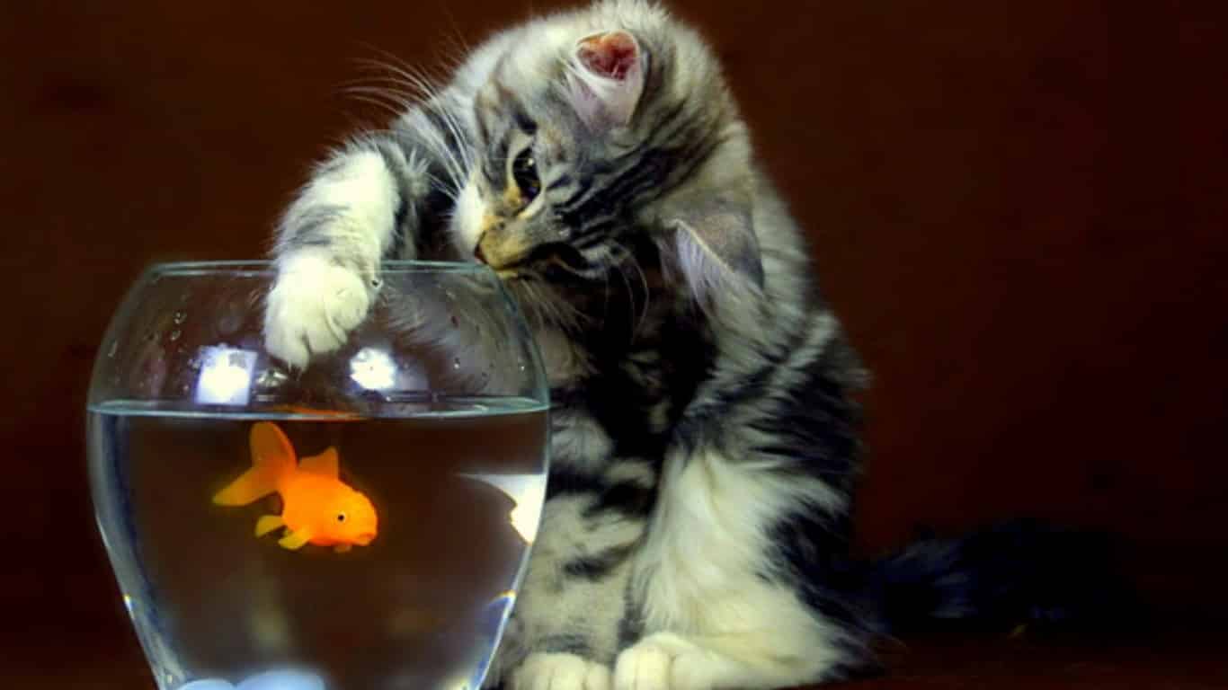 Кошка и аквариум: взаимные риски