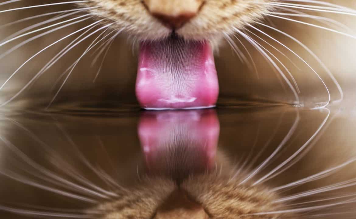 Вода как жизненно важная часть кошачьего рациона