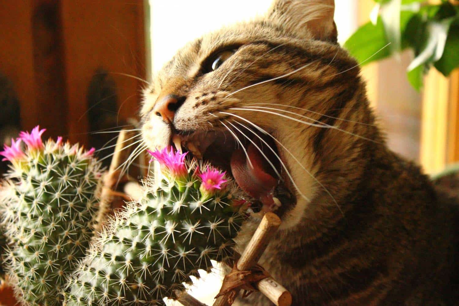 Кошки, которым пришлись по вкусу комнатные растения