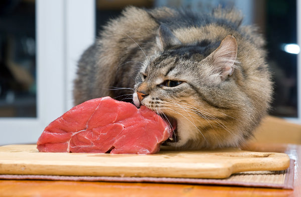 Как приготовить здоровую домашнюю еду для кошки