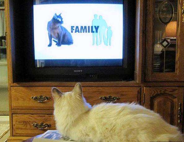 25 ответов на вопрос: «Почему котики любят смотреть телевизор»