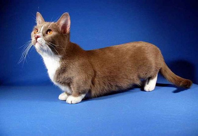 Самая маленькая порода кошек: топ-7 миниатюрных пород