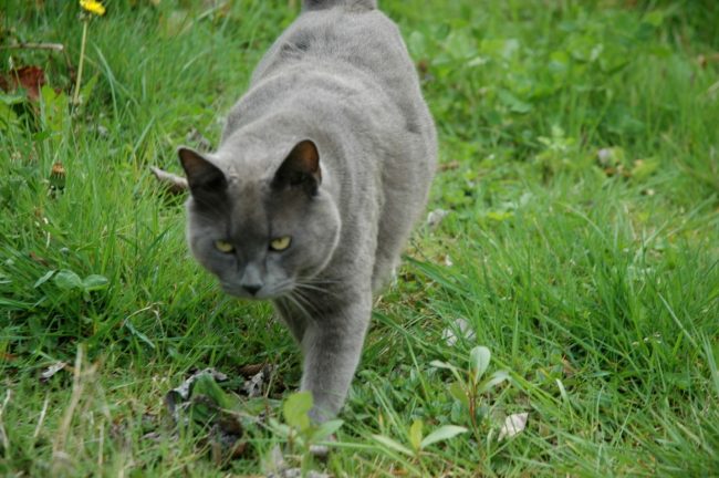 Кошка Шартрез: любимица французской знати