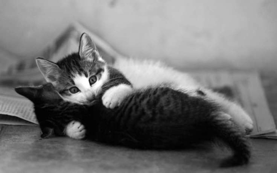 Кошачья нежность — фото, от которых тепло