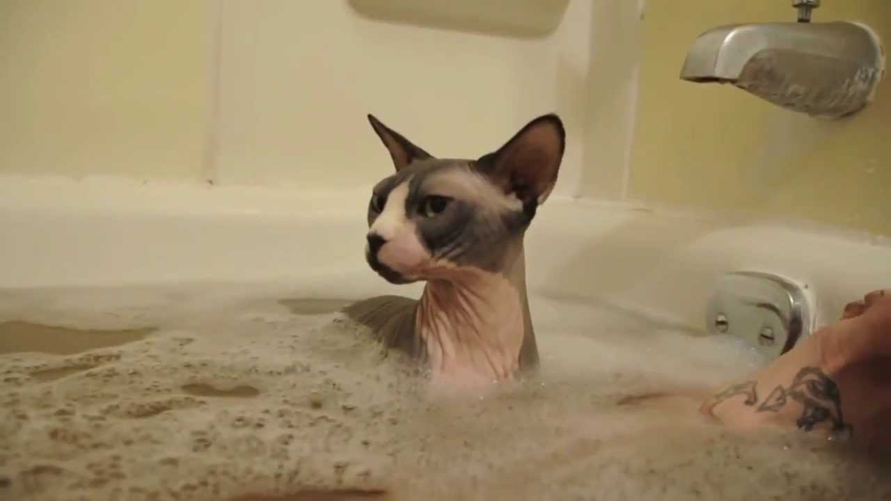 Почему кошки не переносят водные процедуры