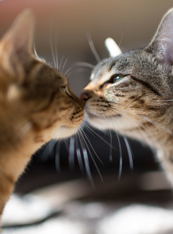 17 фотодоказательств того, что кошки умеют любить