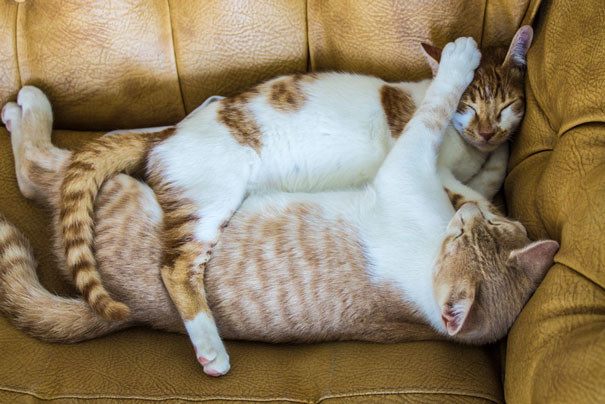 17 фотодоказательств того, что кошки умеют любить