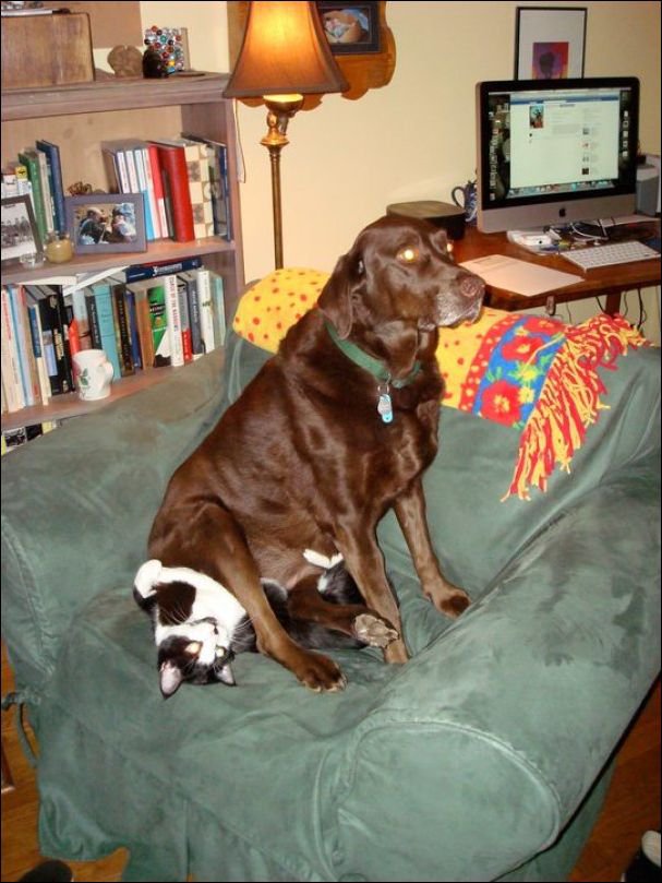 Кошка и собака в одной квартире: любовь или война