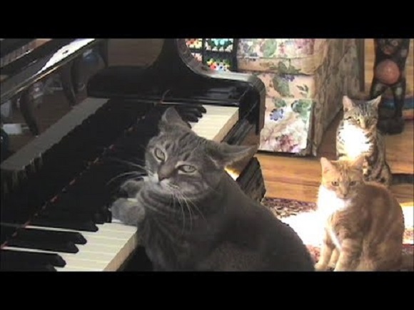 Котосимфония! Кошка Нора и Клайпедский камерный оркестр