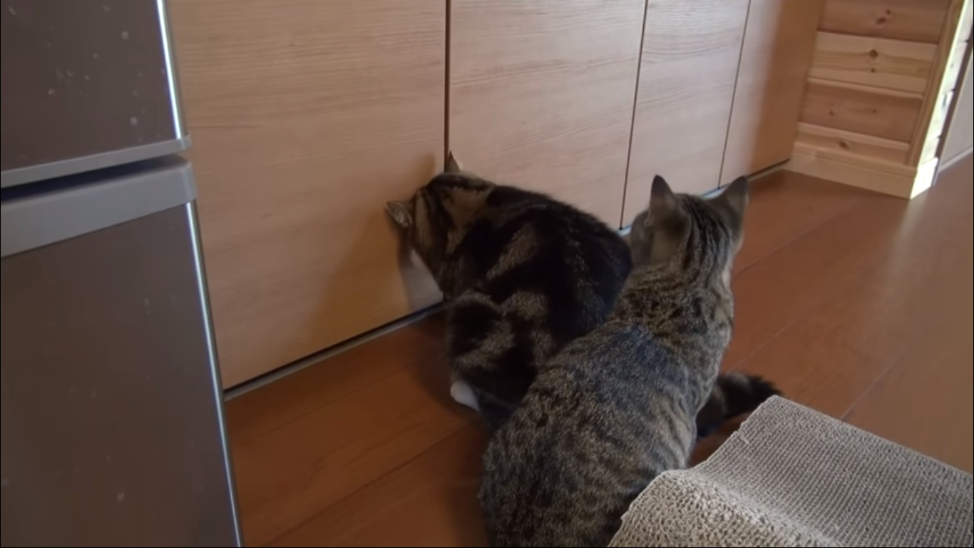 кот прячется в шкафу
