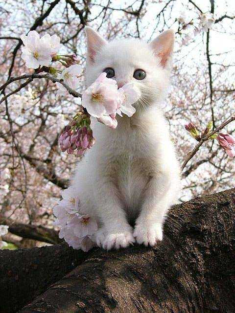 Котики — цветы жизни: милота и мимишность