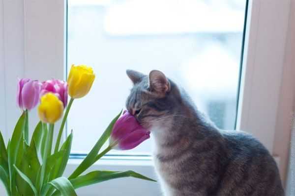 Котики — цветы жизни: милота и мимишность