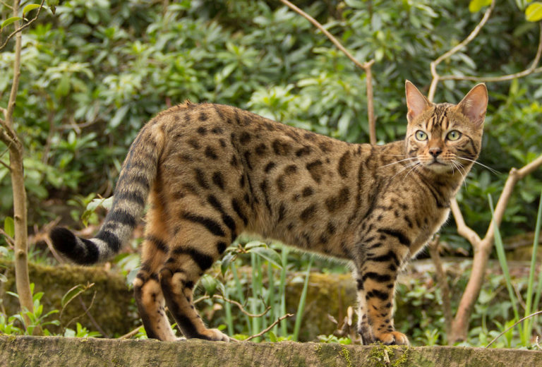 25 фото величественной красавицы — бенгальской кошки!