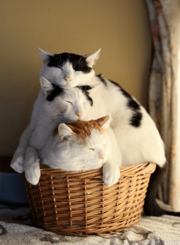 Кошки всегда отыщут себе уютненькое местечко