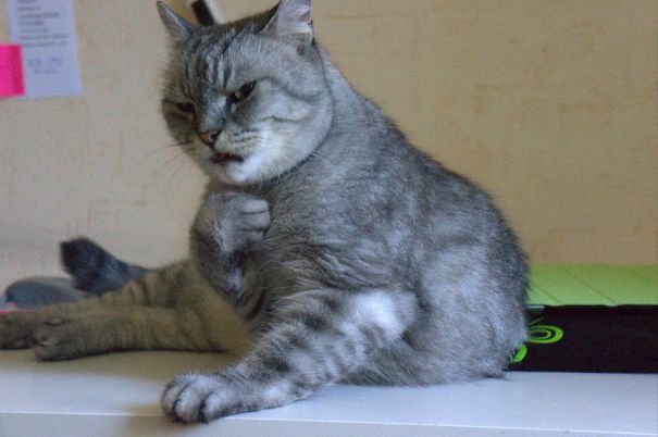 20 драматических котов, по которым давно Оскар плачет