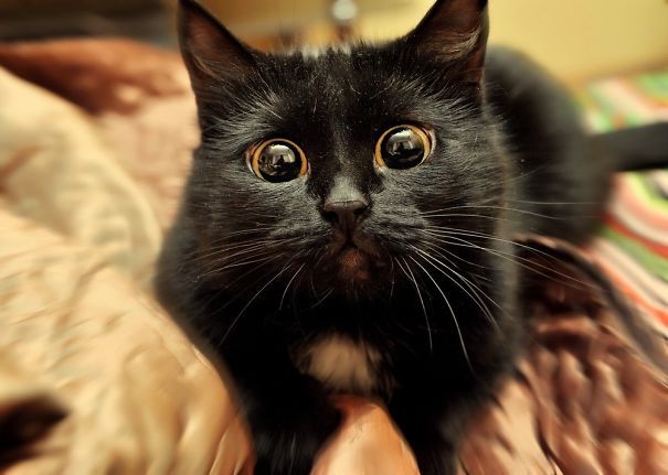 20 драматических котов, по которым давно Оскар плачет