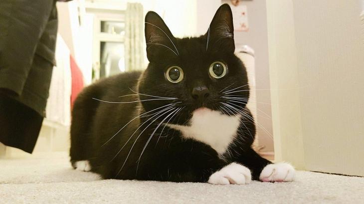 Зельда — ошарашенная кошка, которая в шоке буквально от всего