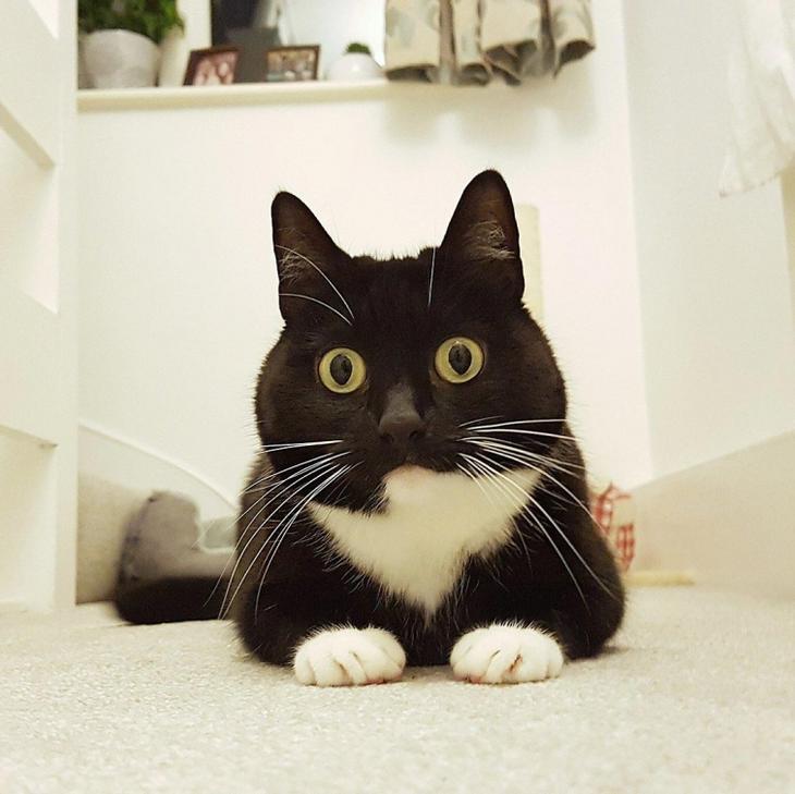 Зельда — ошарашенная кошка, которая в шоке буквально от всего