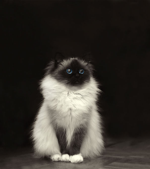 20 фото мохнатых котиков: они так чудесны