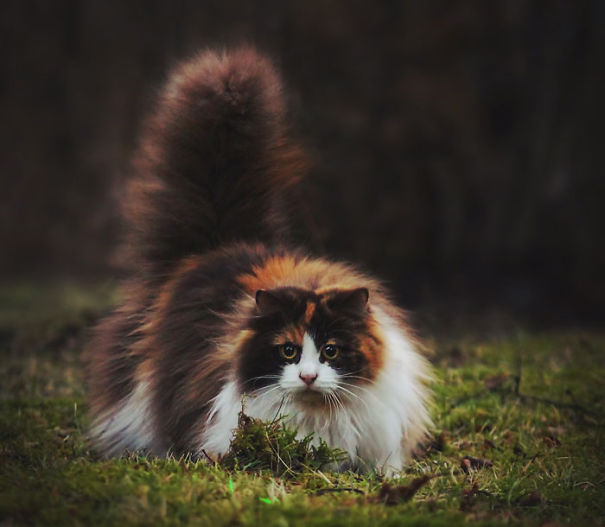 20 фото мохнатых котиков: они так чудесны