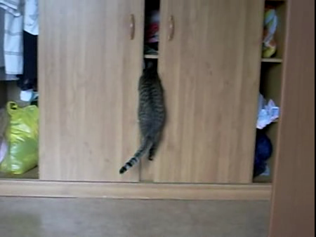 Коты, которым срочно нужно в шкаф